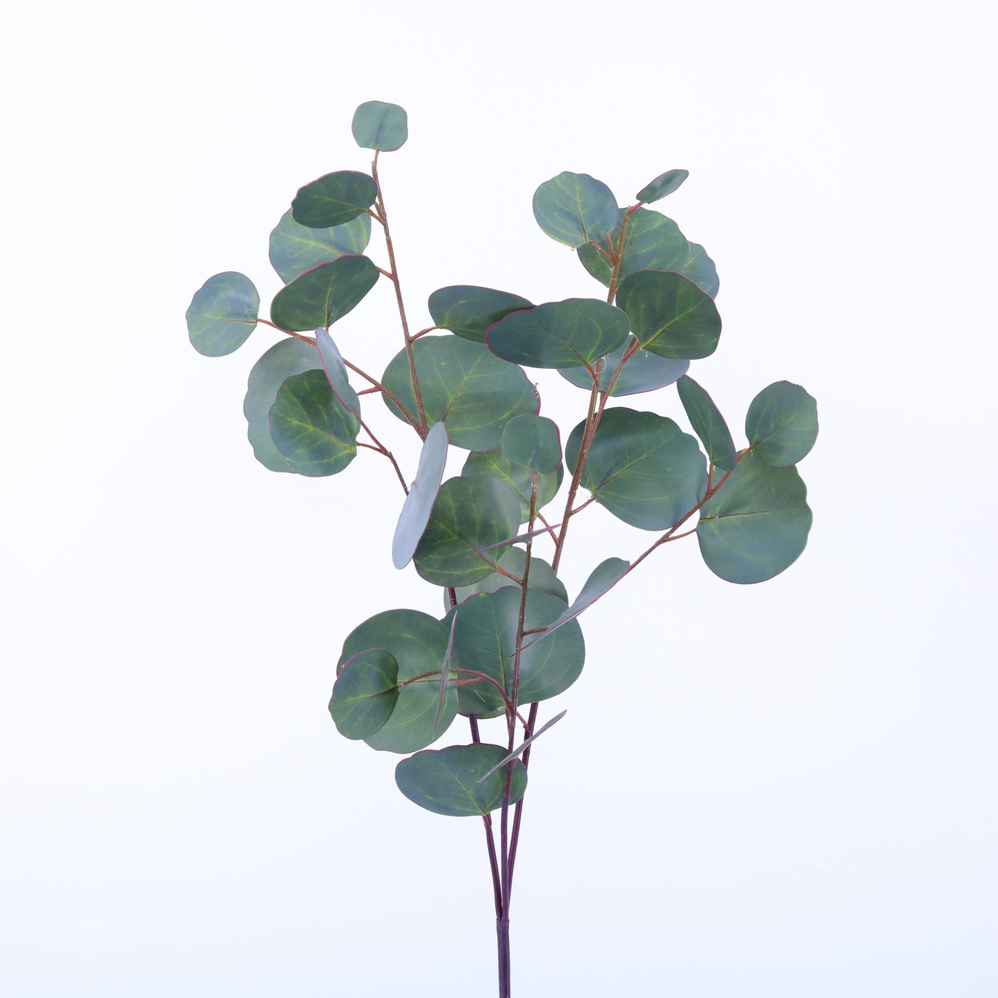 SY10522 SILVER DOLLAR EUCALYPTUS SP,31in-24
