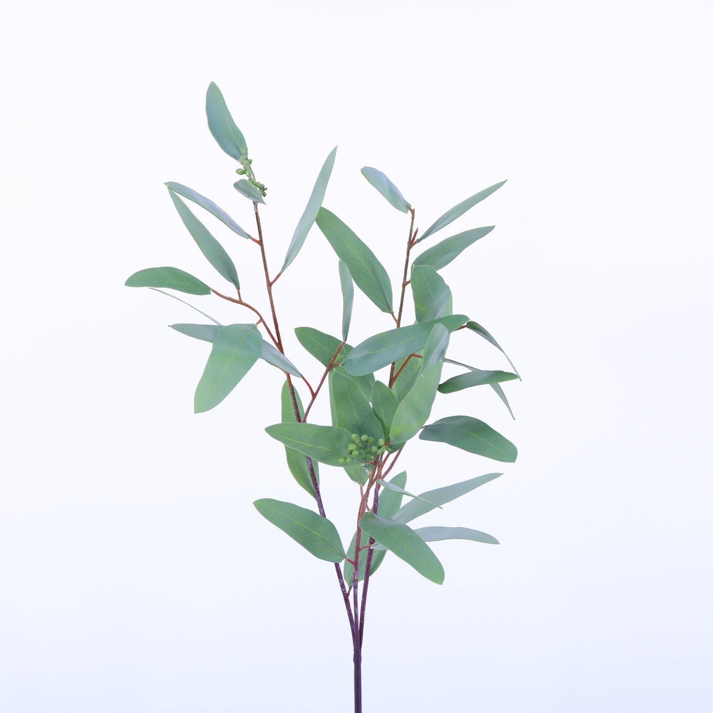 SY10524 SEEDED EUCALYPTUS SP,31in-24P/240