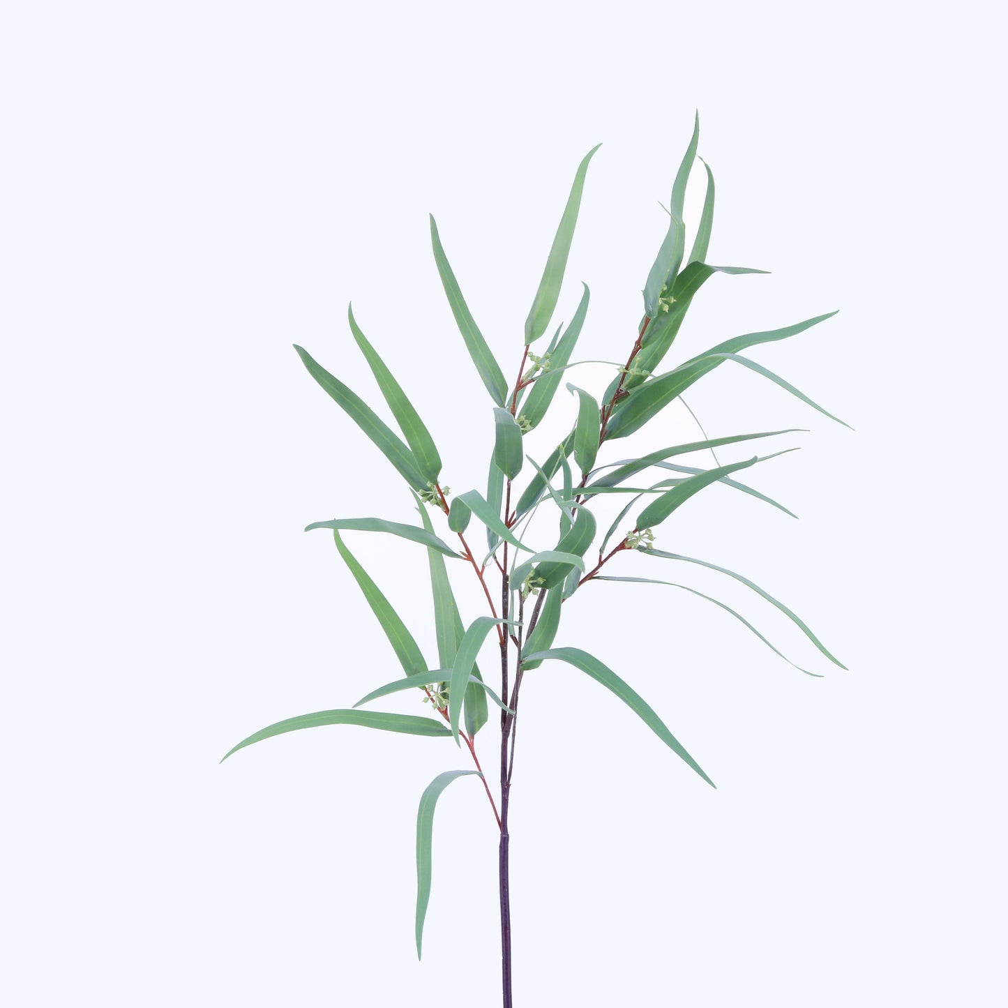SY10756 SEEDED NEEDLE EUCALYPTUS SP,36in-24