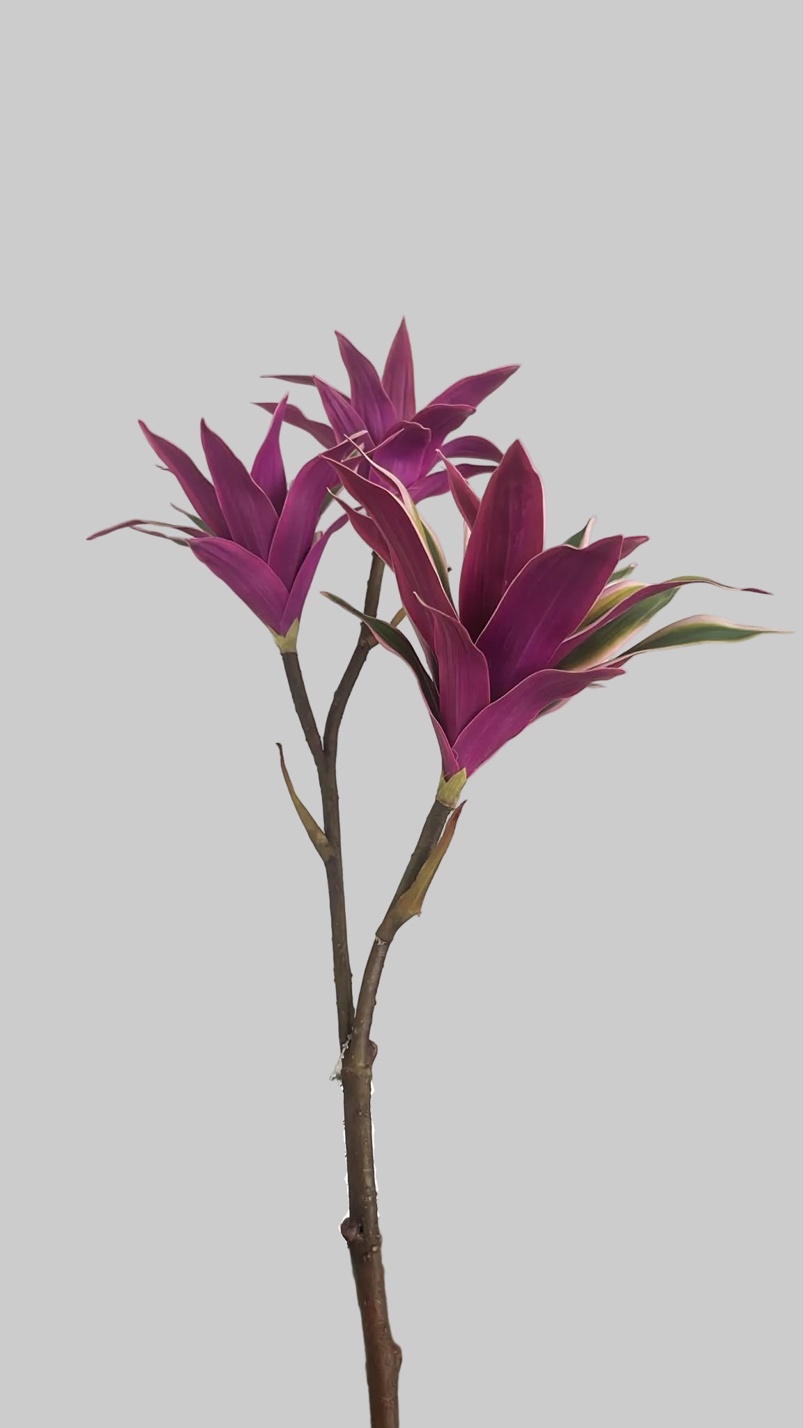 SY11136 TRADESCANTIA SPRAYx'3 32"