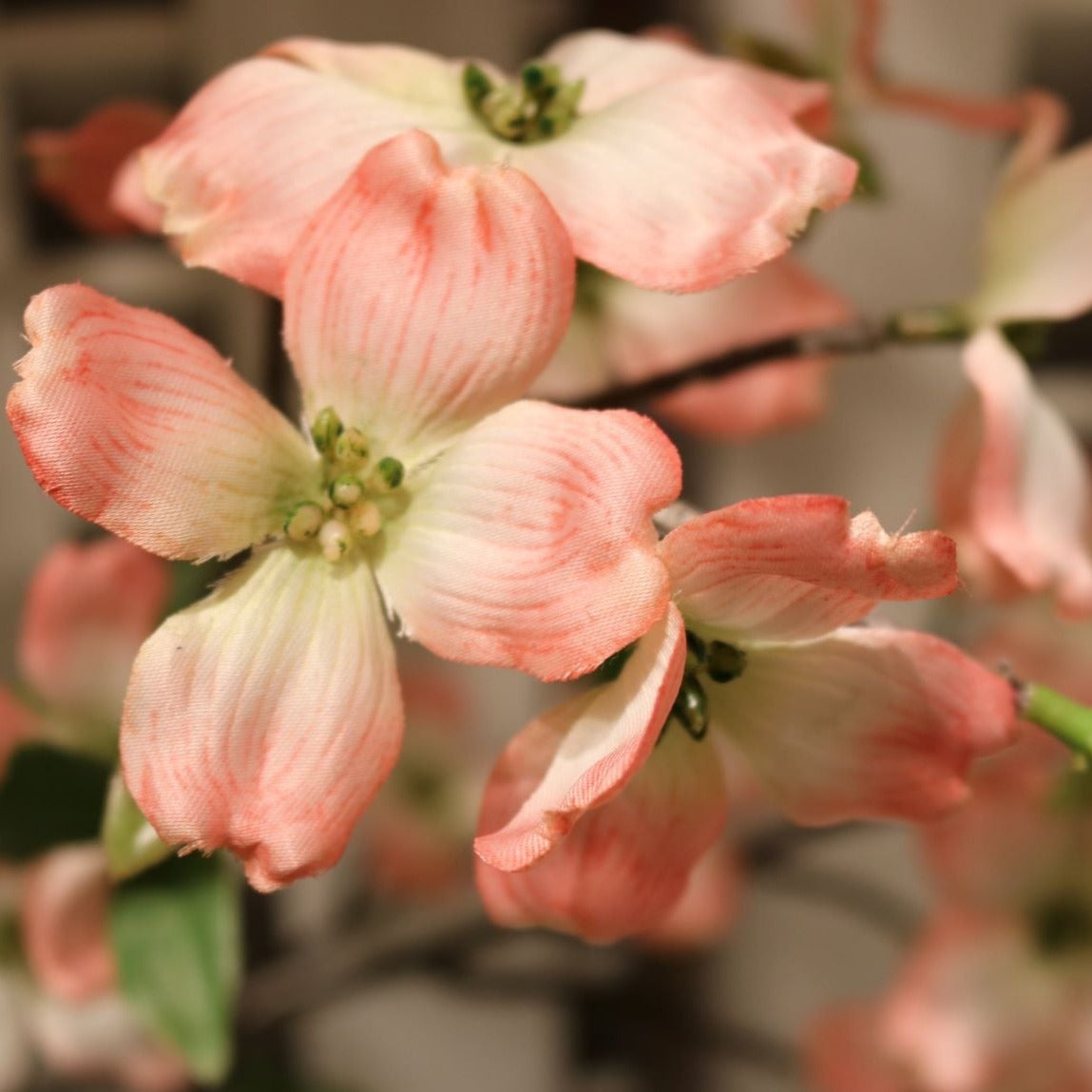 TR10403 DOGWOOD TREE (NO POT),8'-1P/1.11'