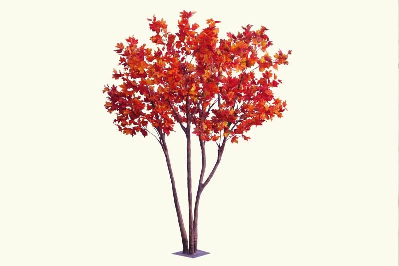 TR10611 MULTI TREE TRUNKx18,8'-1P/4.88'
