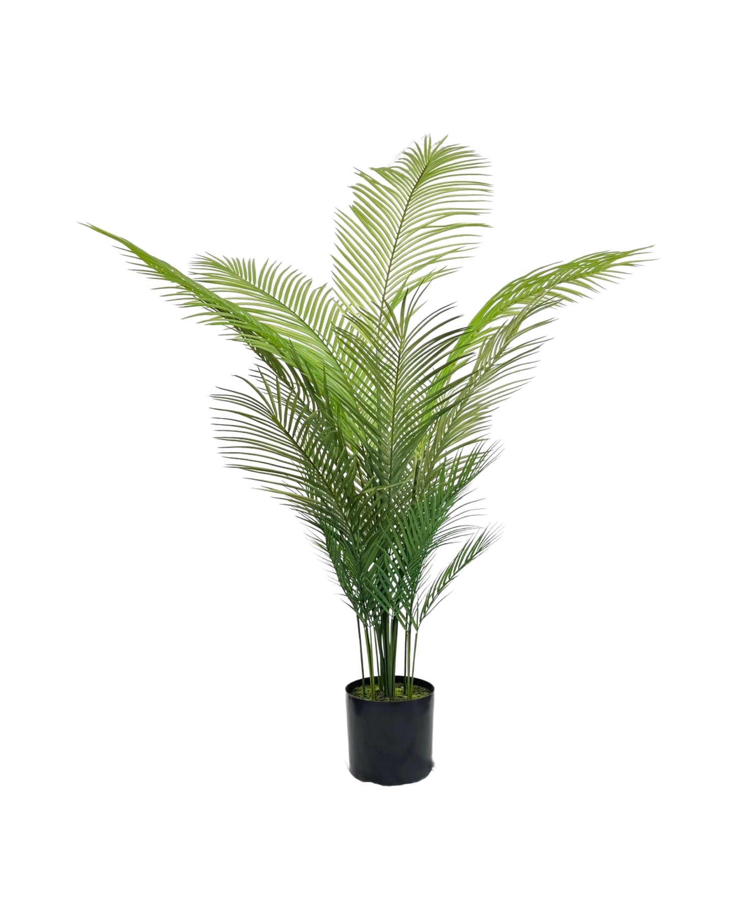 TR10754 CYCAS PALM,5'-4P
