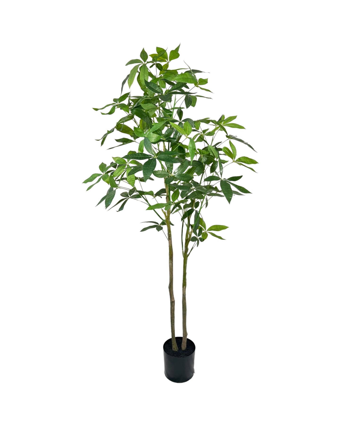TR10755 MONEY TREE,6'-2P