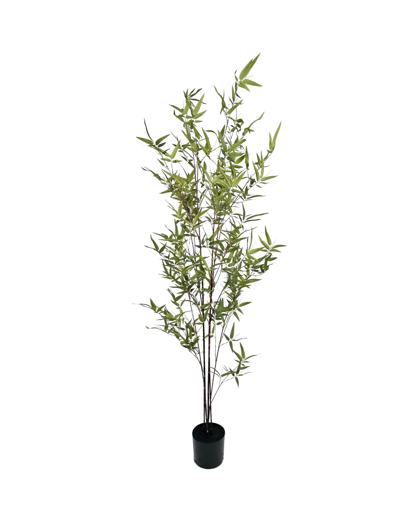 TR10756 BAMBOO TREE,6'-4P