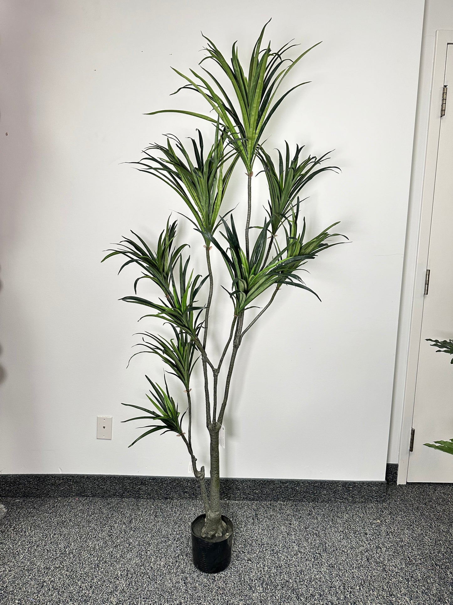 TR10768 POTTED DRACENA MARGNATA,6'