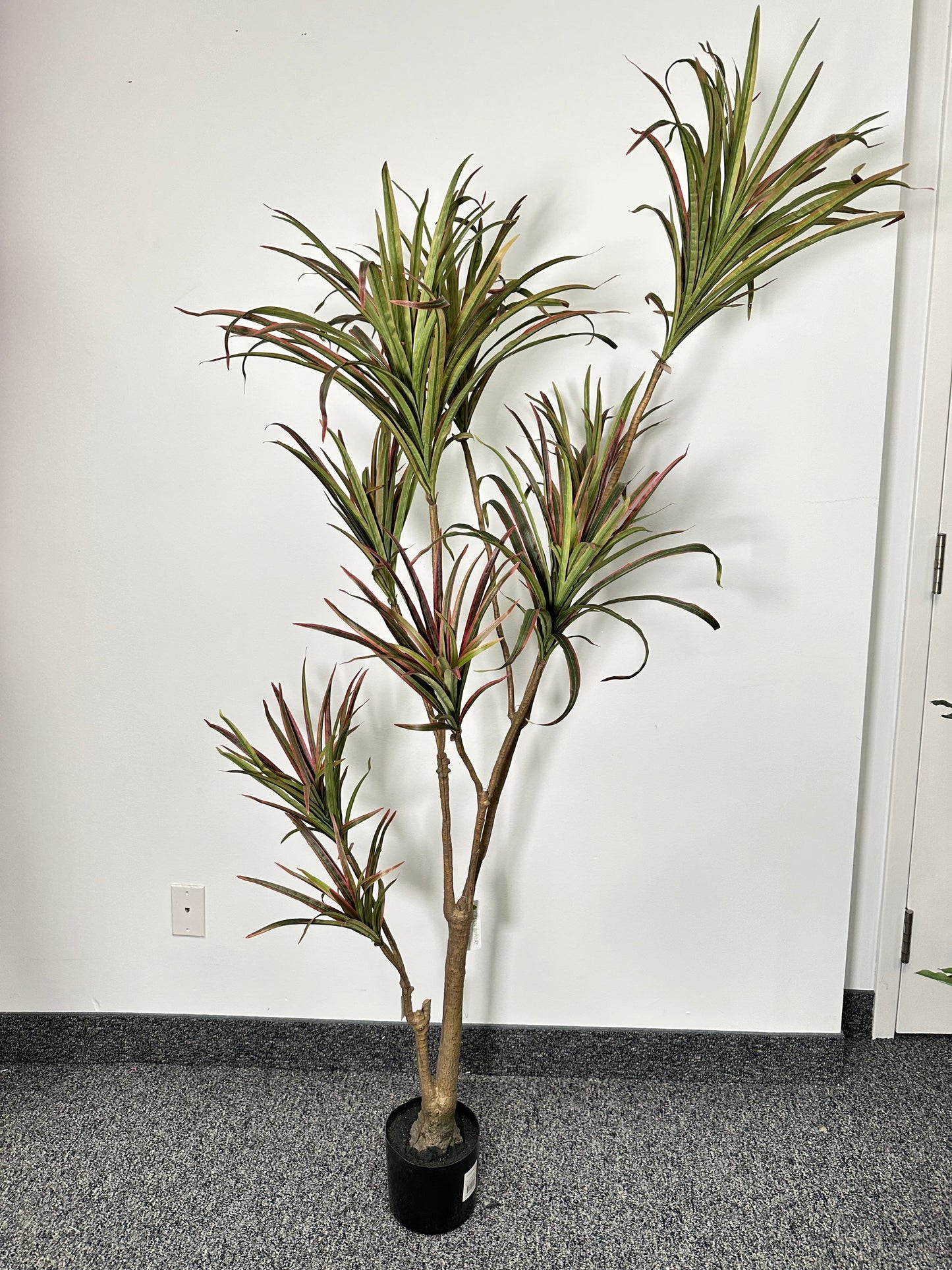 TR10768 POTTED DRACENA MARGNATA,6'