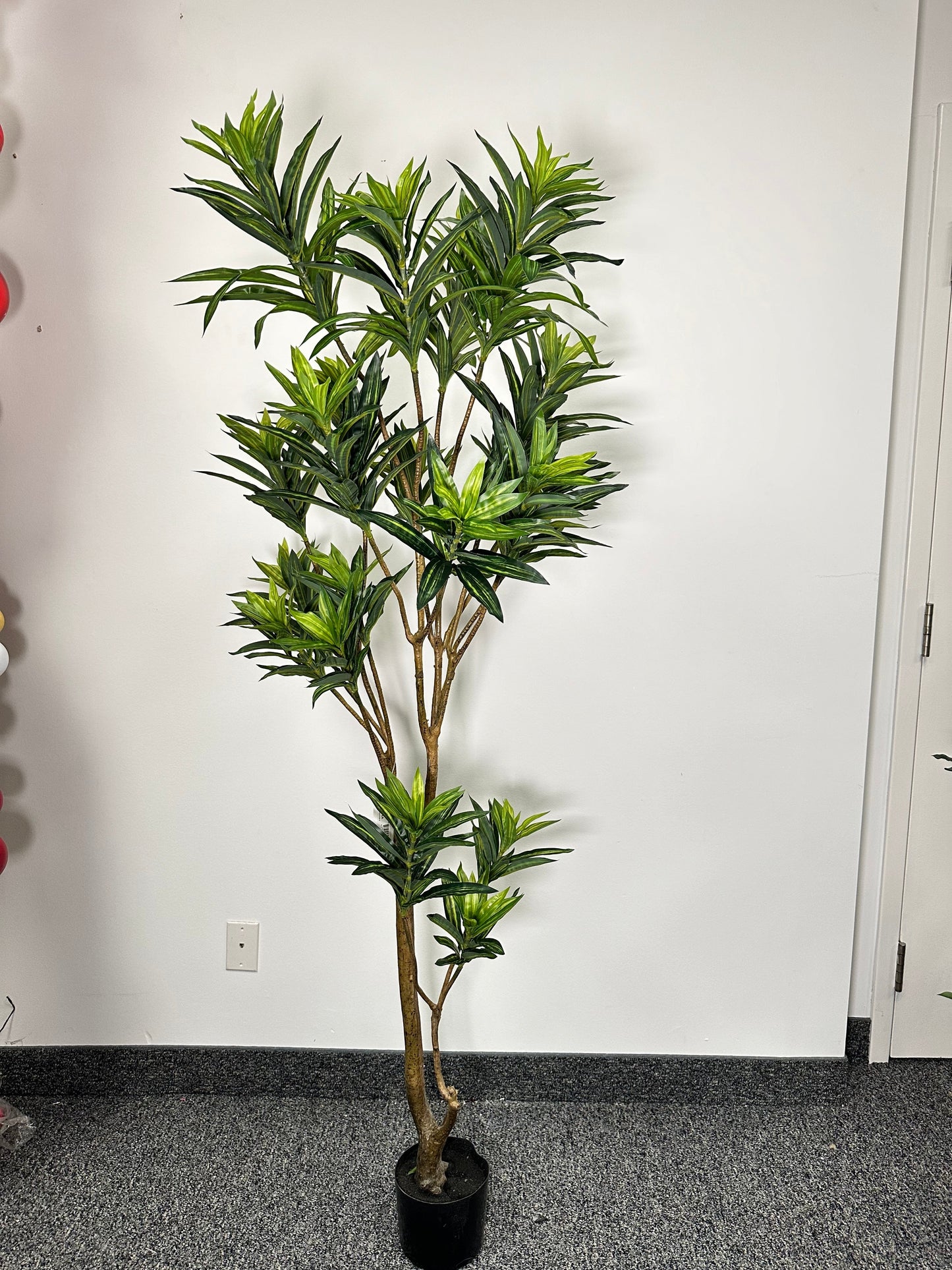 TR10769 POTTED DRACENA,6'