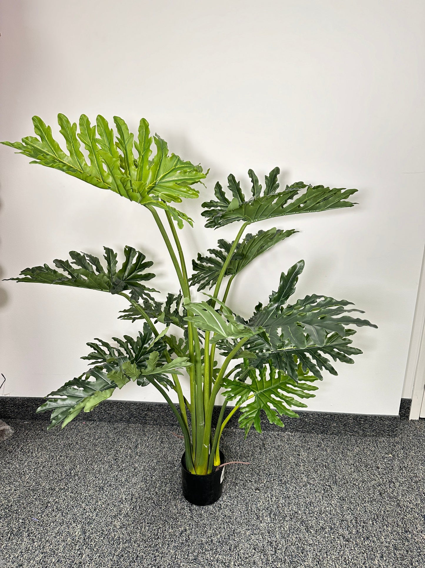 TR10770 POTTED SPLIT PHILO,5'