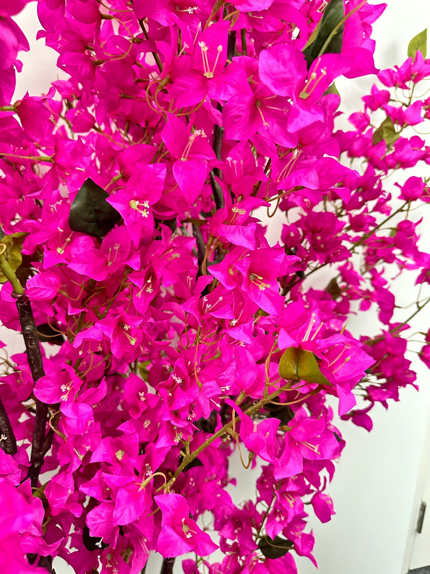 TR10773 POTTED BOUGAINVILLEA TREE,7'