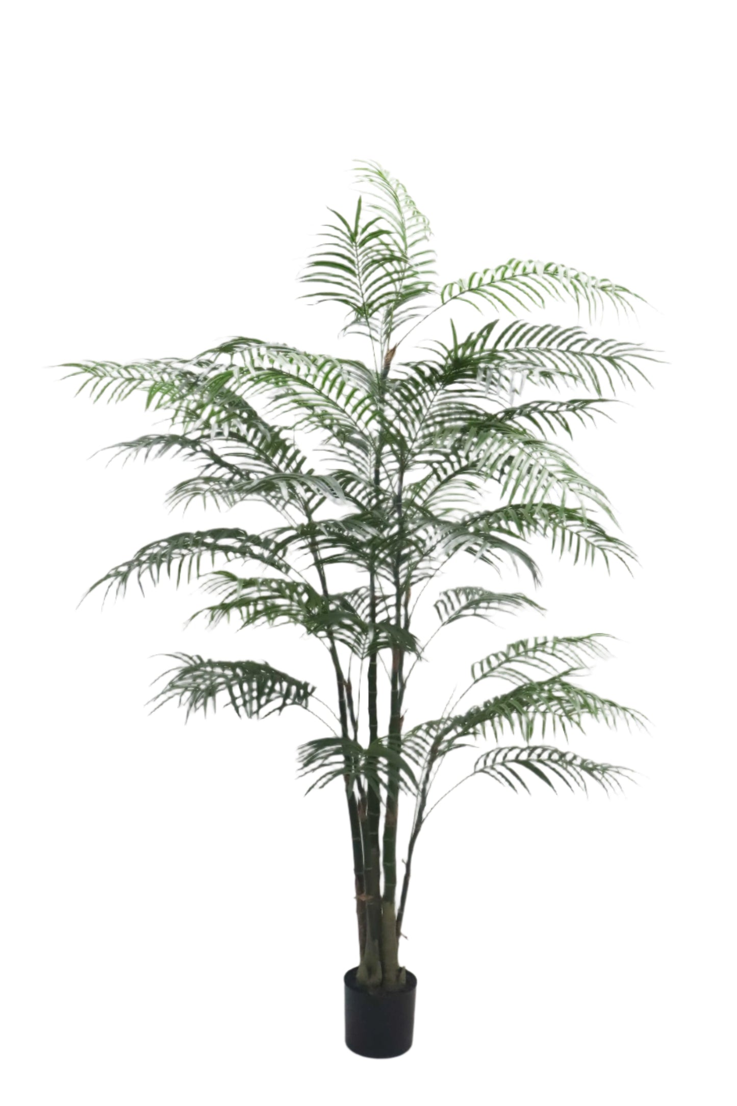 TR10796 ARECA PALM TREEx4 w/1418L (KD),6'
