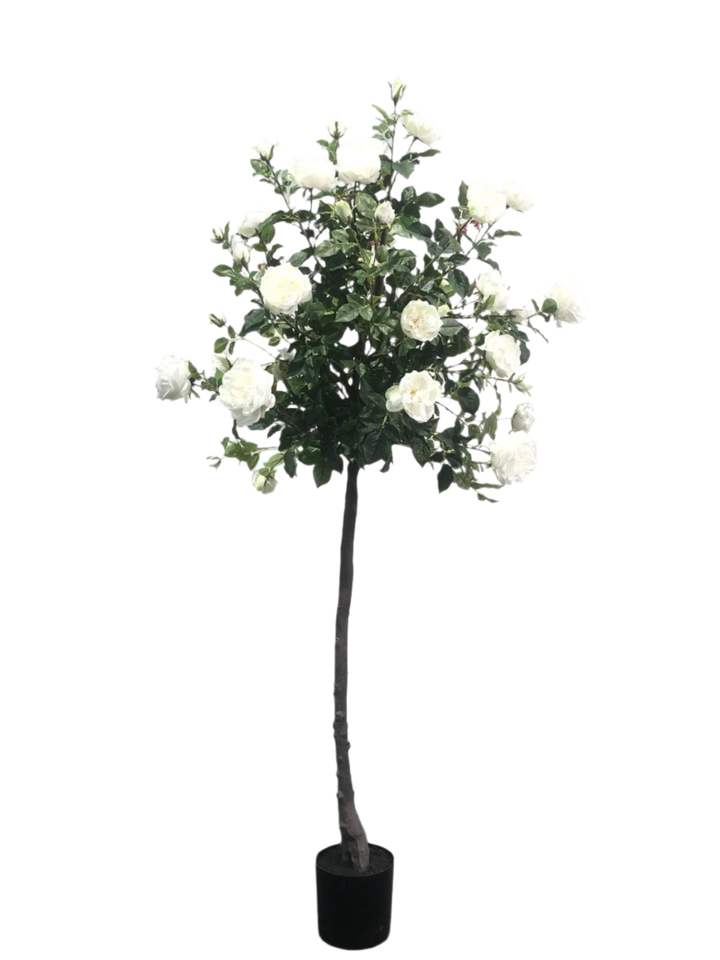 TR10803 ROSE TREE 6.5'