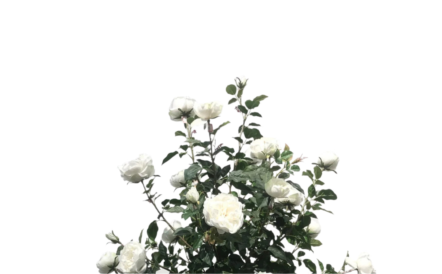 TR10804 ROSE TREE 5.5'