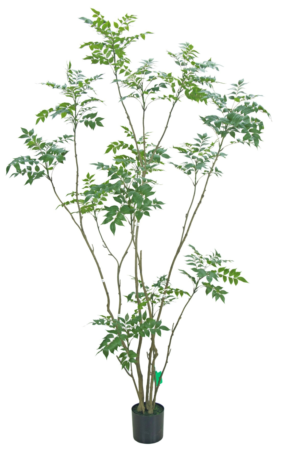 TR10811 LACQUER TREE 8'