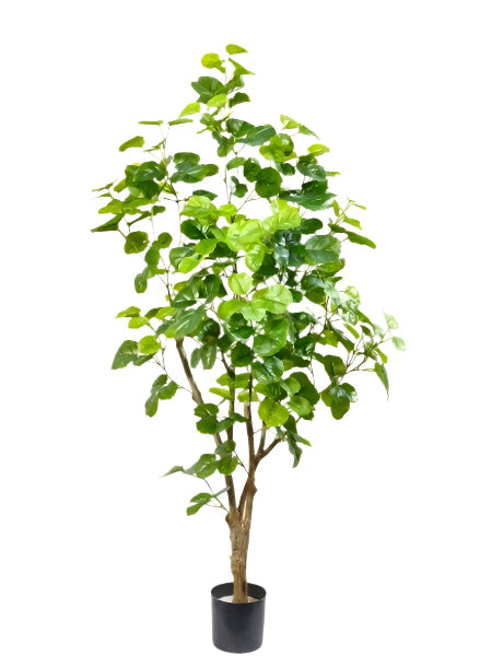 TR10825 BALFOUR ARALIA TREE,4'