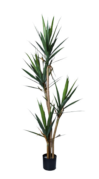 TR10832 YUCCA TREEx4,6'