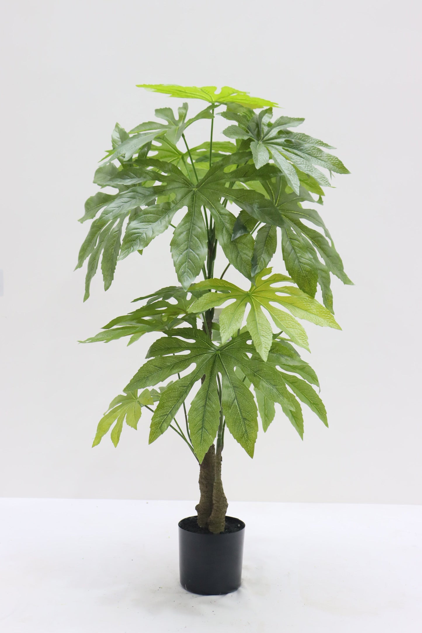 TR10851 ARALIA TREEx19L3'