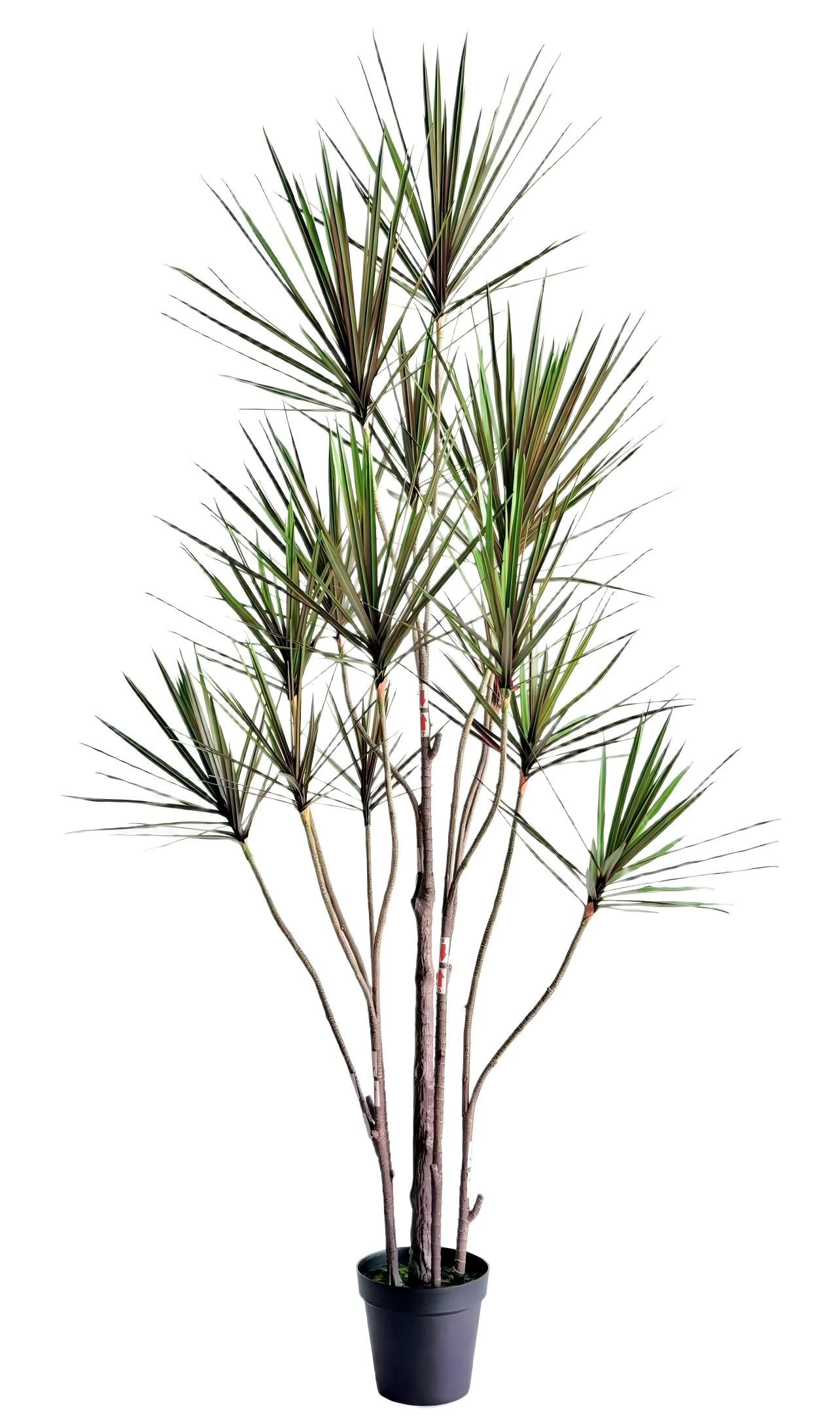 UVT1101 DRACAENA MARGINATA TREEx15 (UV),7'