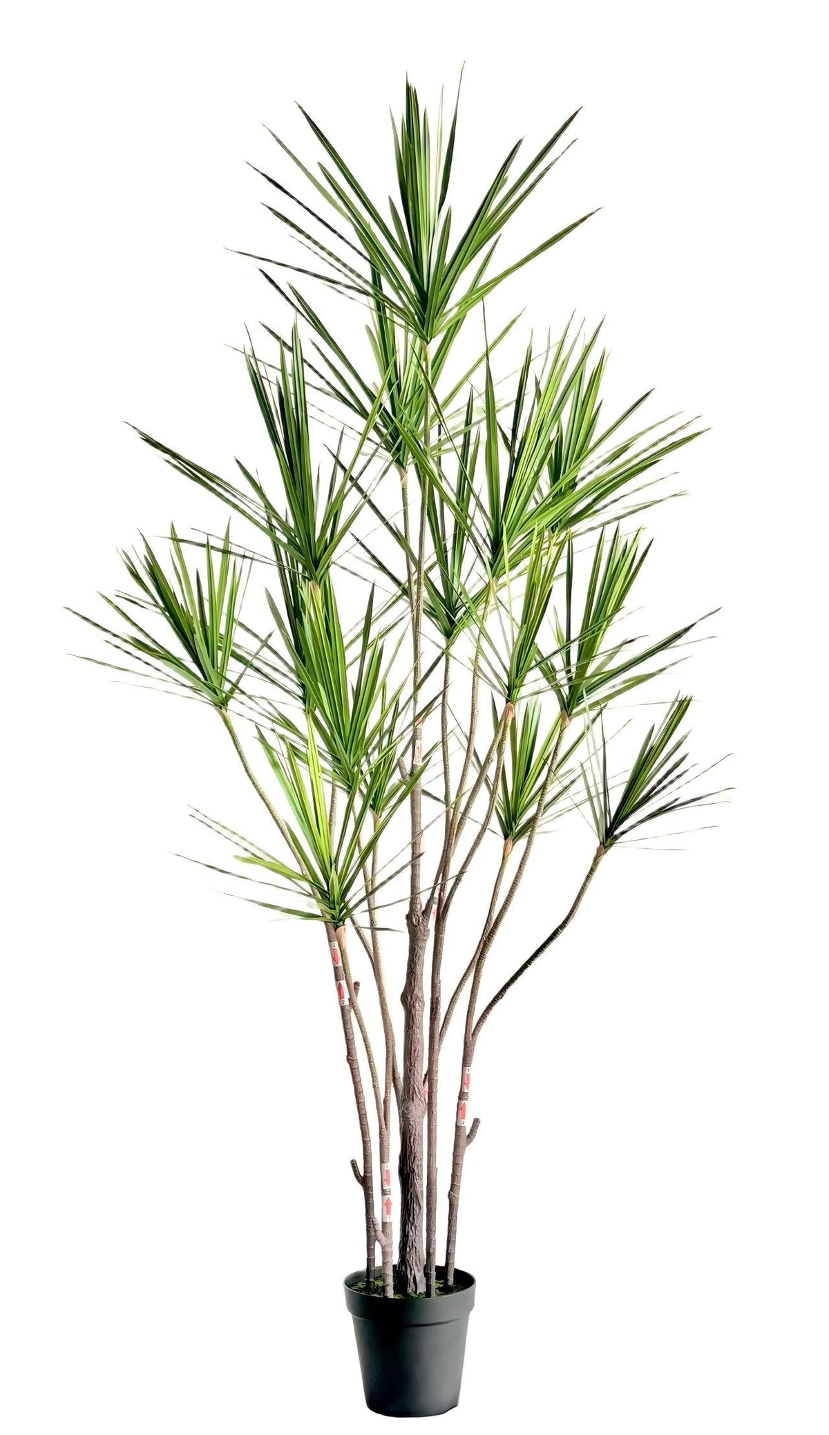 UVT1101 DRACAENA MARGINATA TREEx15 (UV),7'