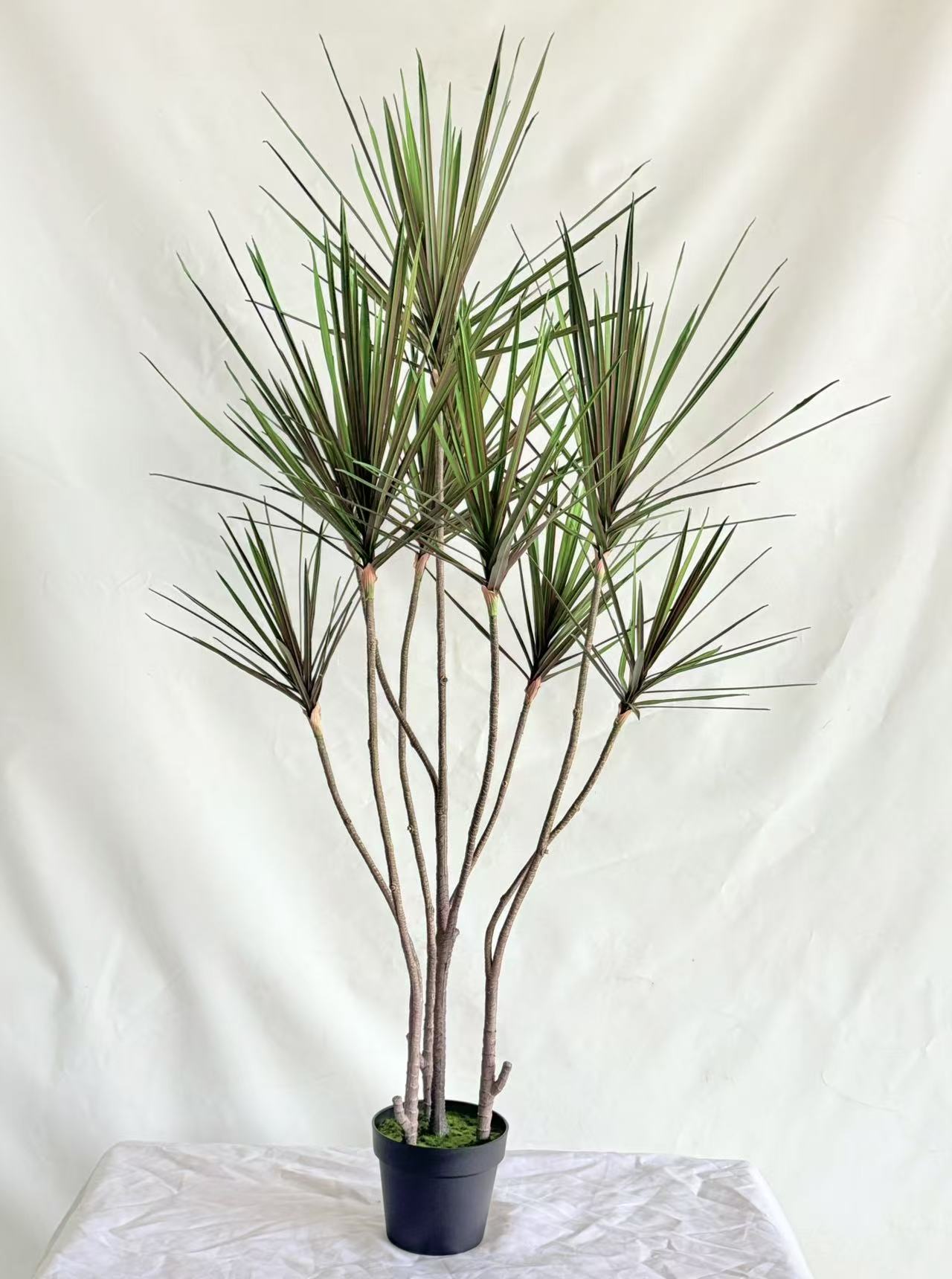 UVT1102 DRACAENA MARGINATA TREEx9 (UV),5'