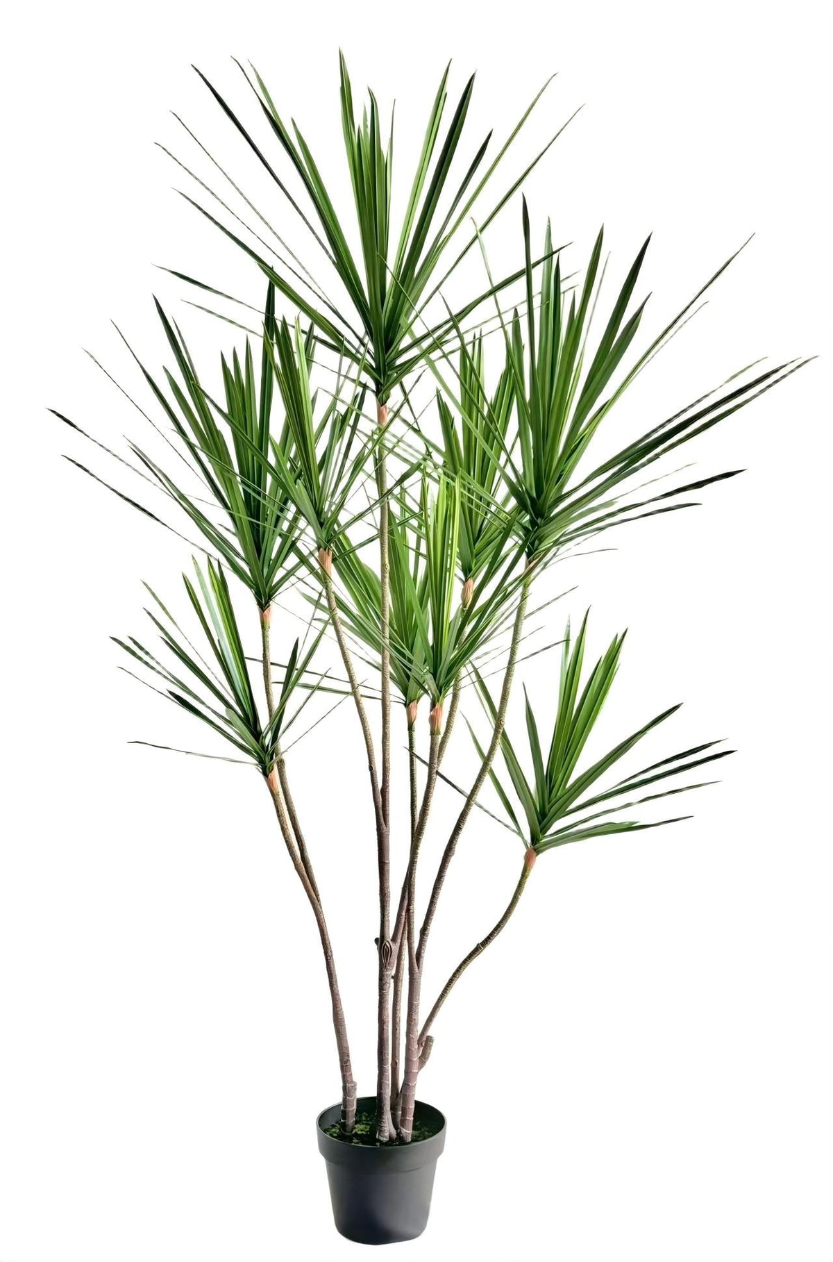 UVT1102 DRACAENA MARGINATA TREEx9 (UV),5'