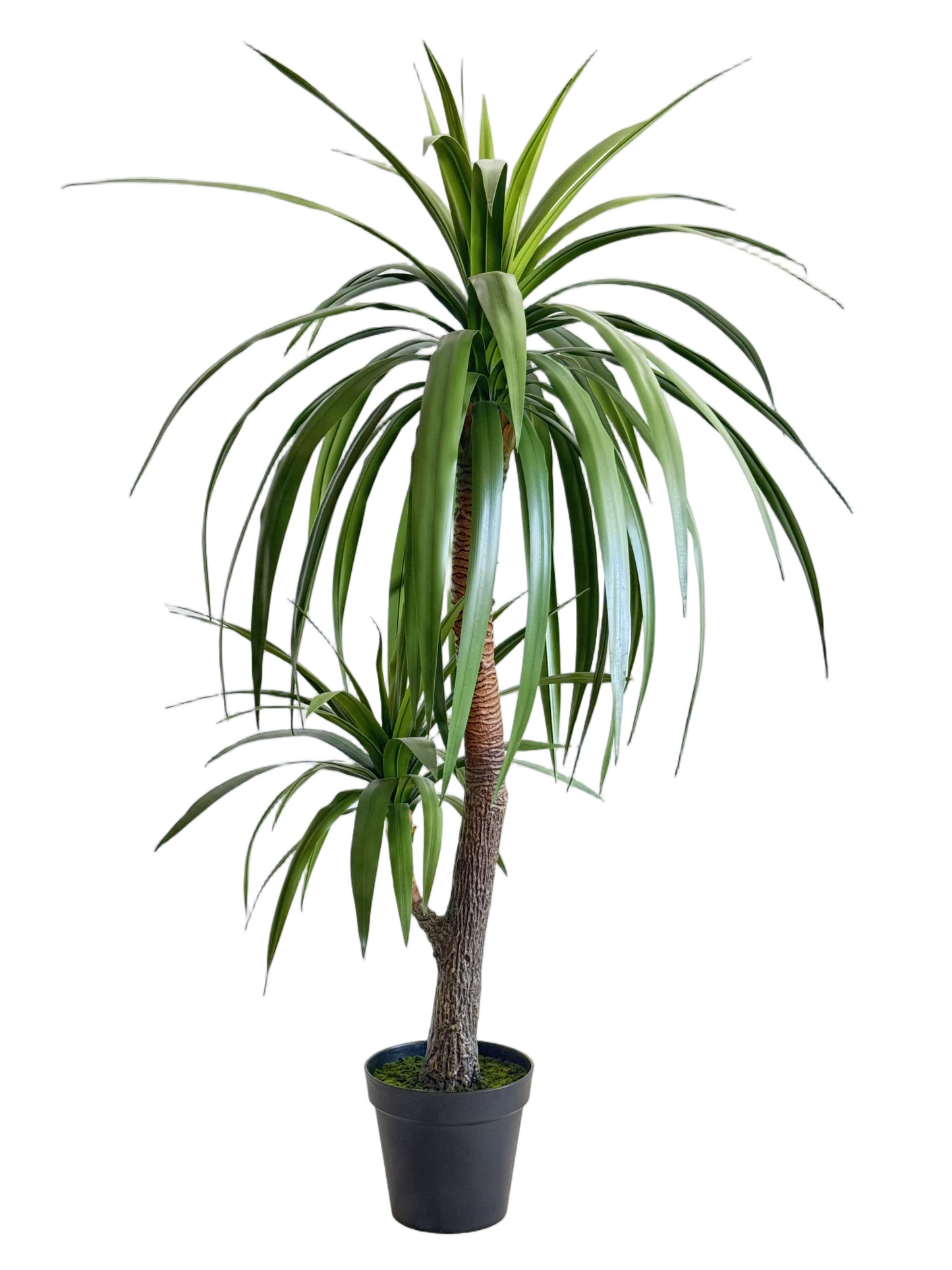 UVT1104GR DRACAENA TREEx2 (UV),5'