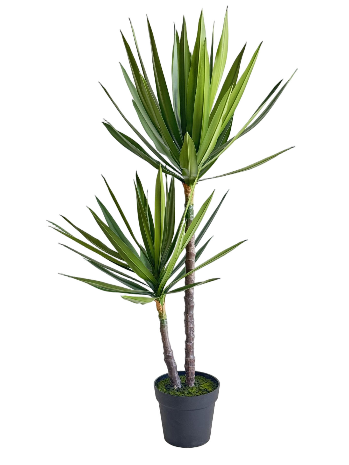 UVT1106GR DRACAENA MARGINATA TREEx2 (UV)49"