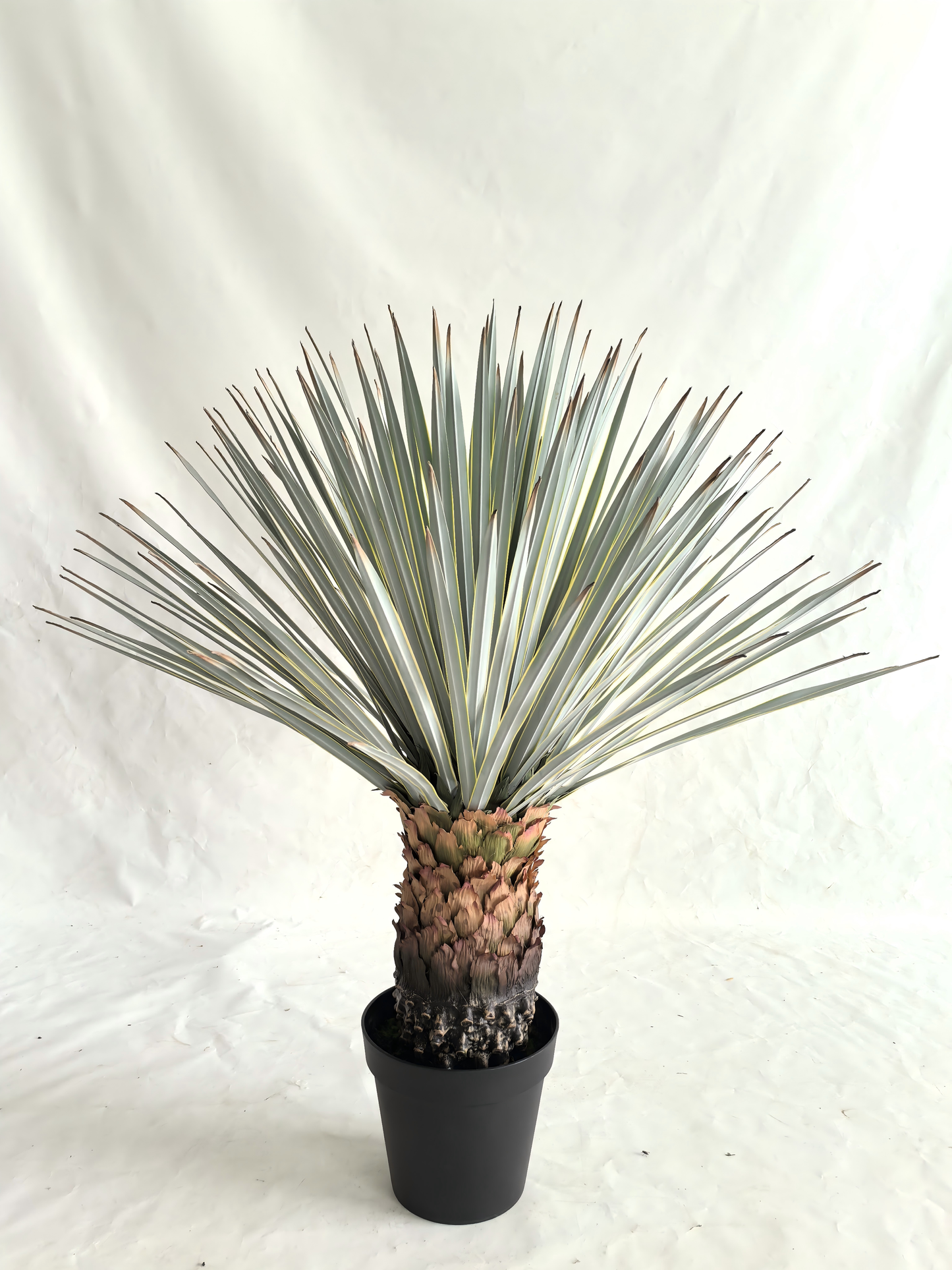 UVT1107 POTTED BEAKED YUCCA (UV),36"