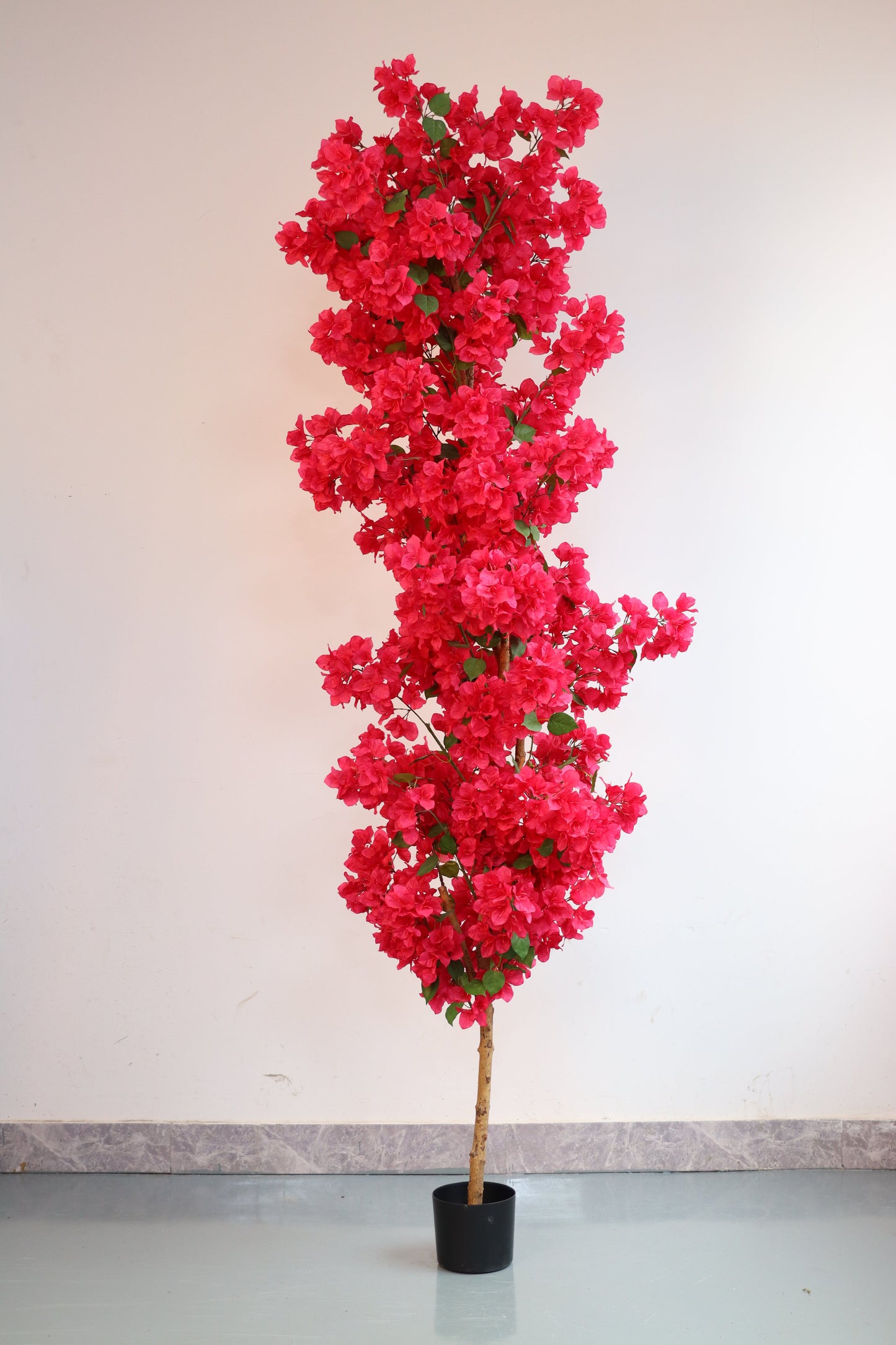 UVT1127 BOUGAINVILLEA TREE (UV),7'
