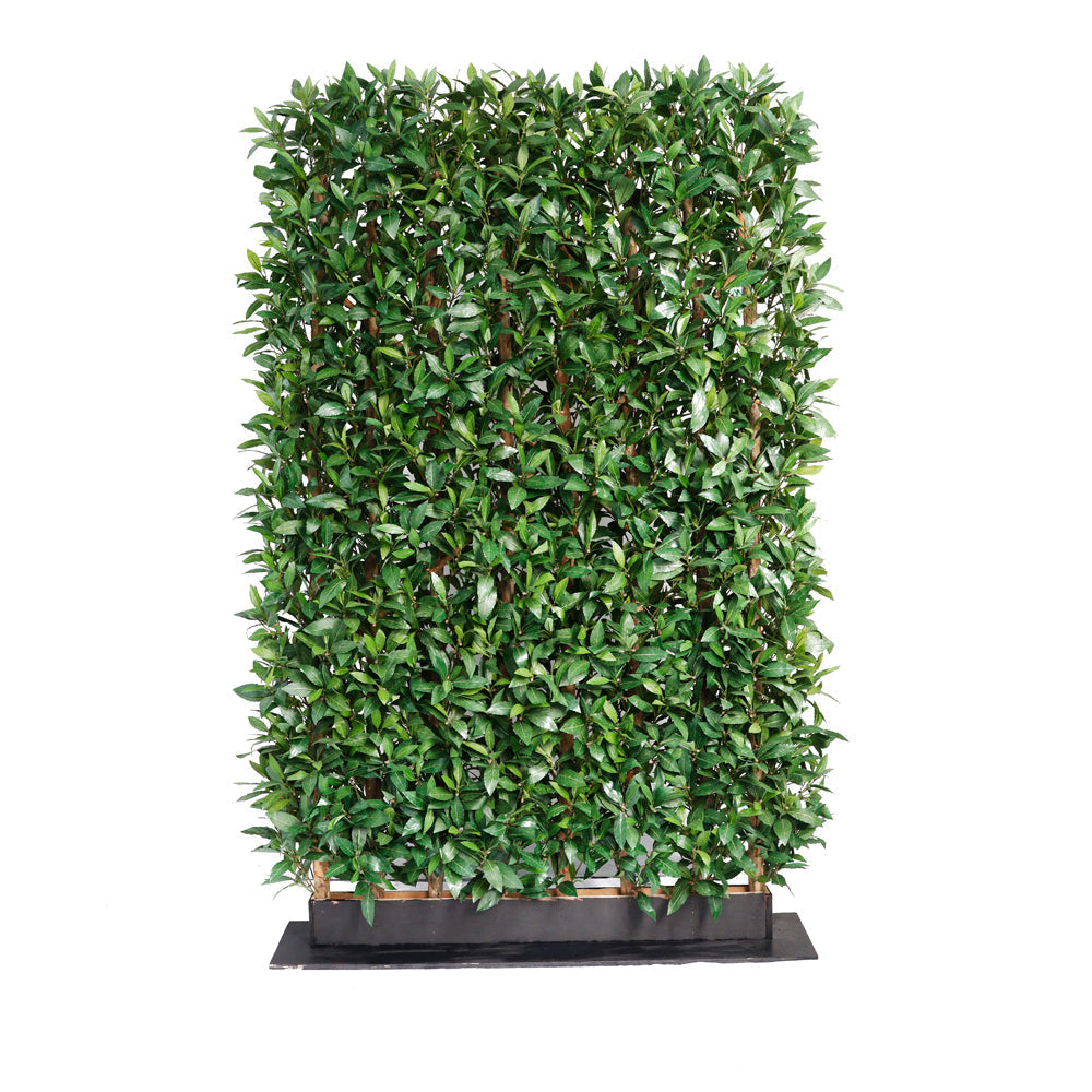 UVT1132 POTTED ITALIAN LAUREL HEDGE (UV) 4'x6'