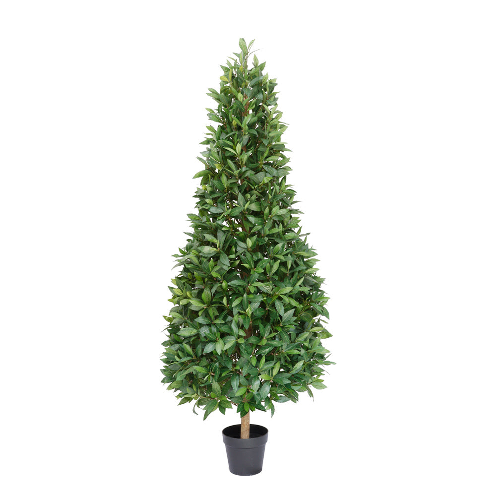 UVT1135 POTTED ITALIAN LAUREL CONE (UV) 6'
