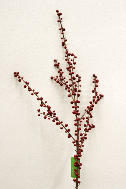 XM11326 PLASTIC ILEX BER SP,44in-12P/72/6
