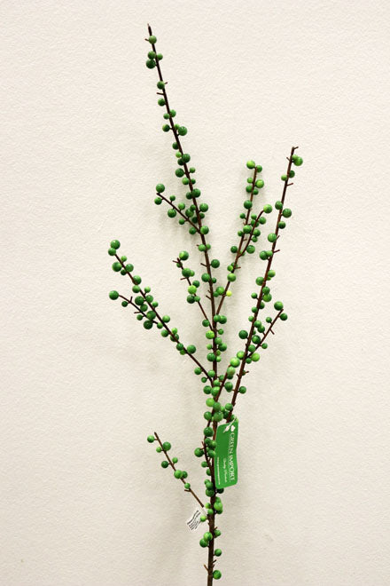 XM11326 PLASTIC ILEX BER SP,44in-12P/72/6