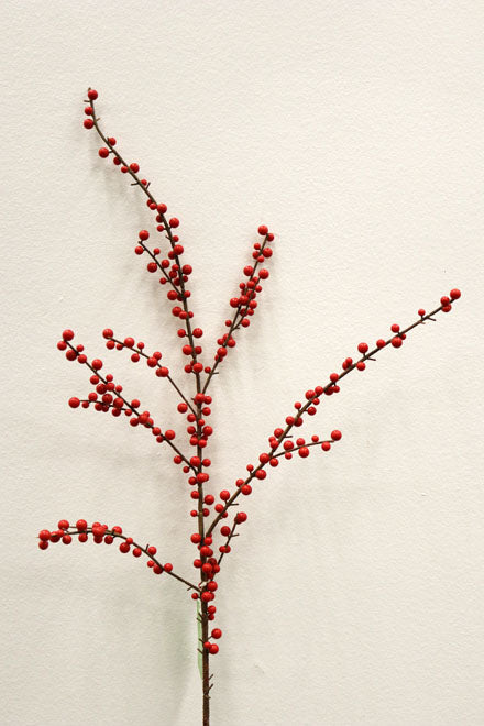 XM11326 PLASTIC ILEX BER SP,44in-12P/72/6