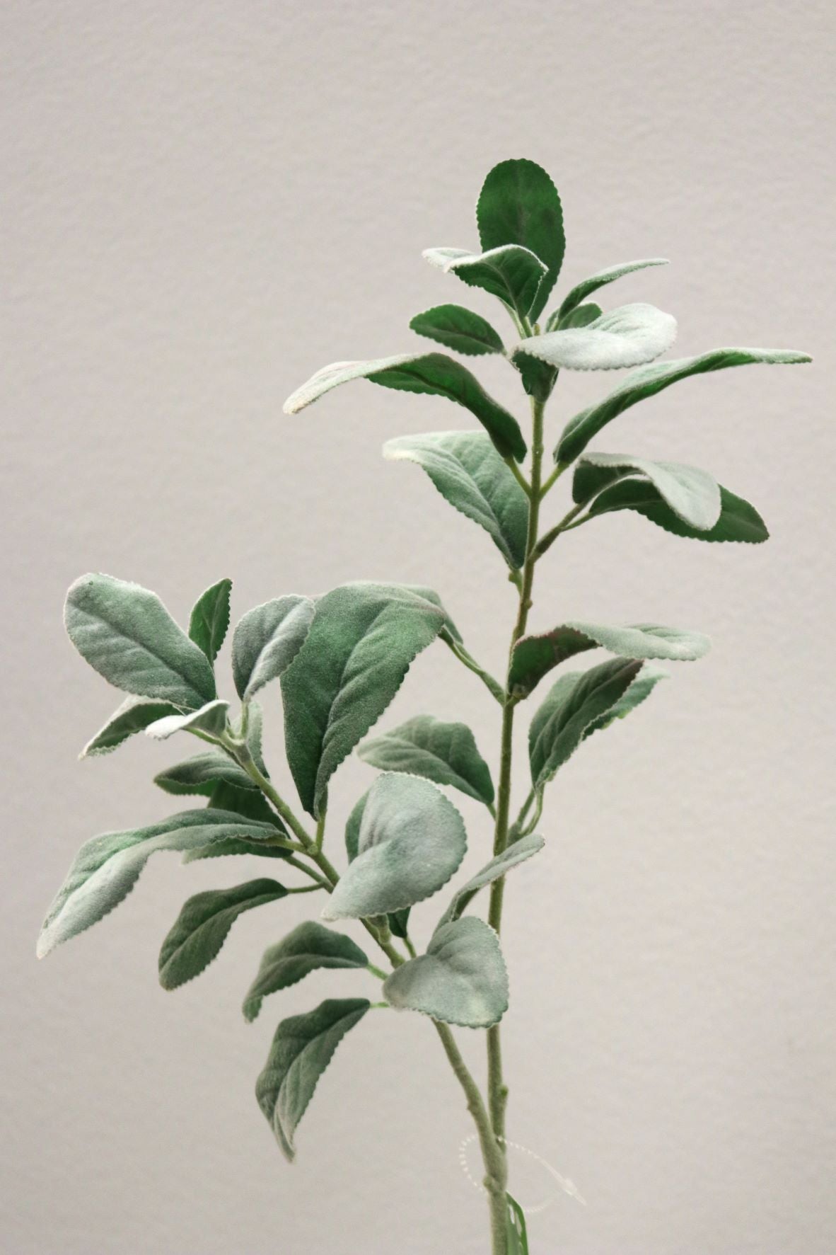 XM11902 FROSTED LEMON LVS SP,28in-24P/240