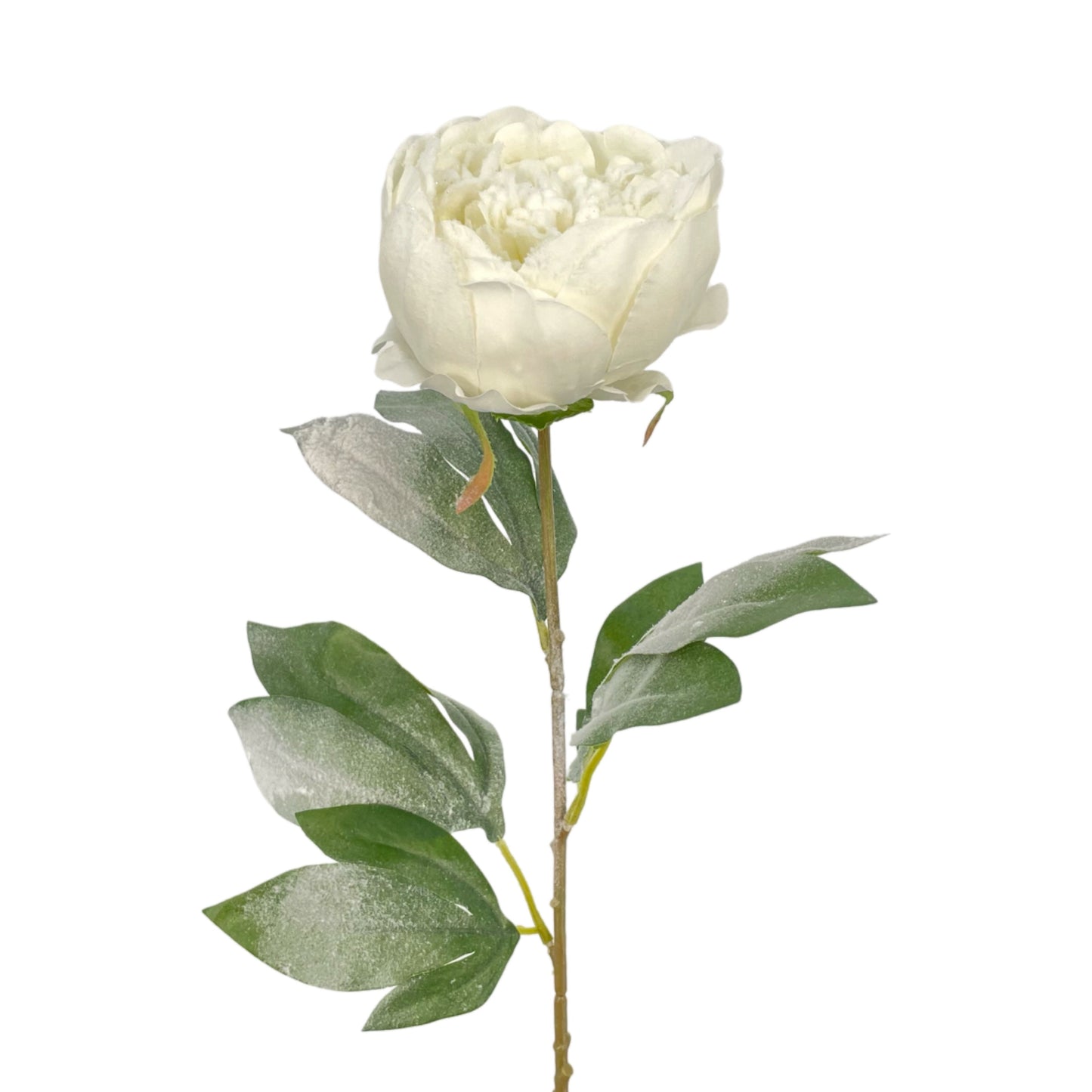 XM12322 PEONY w/SNOW,28.5in-24P/192/11.8'