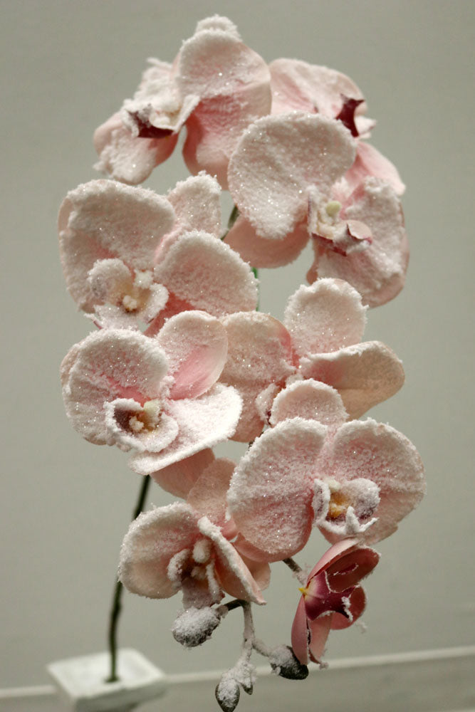 XM12353 PHALAENOPSIS w/SNOW SPRAY,47in-12P