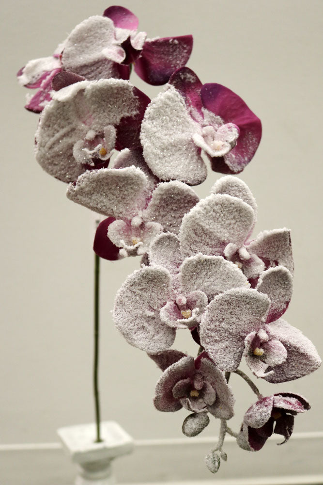 XM12353 PHALAENOPSIS w/SNOW SPRAY,47in-12P