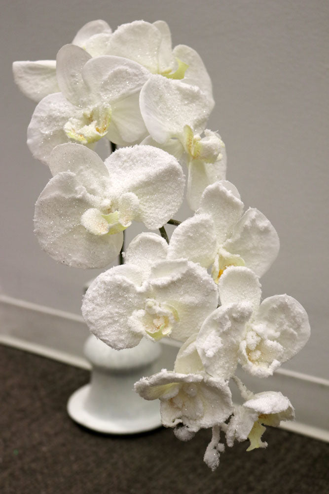XM12353 PHALAENOPSIS w/SNOW SPRAY,47in-12P