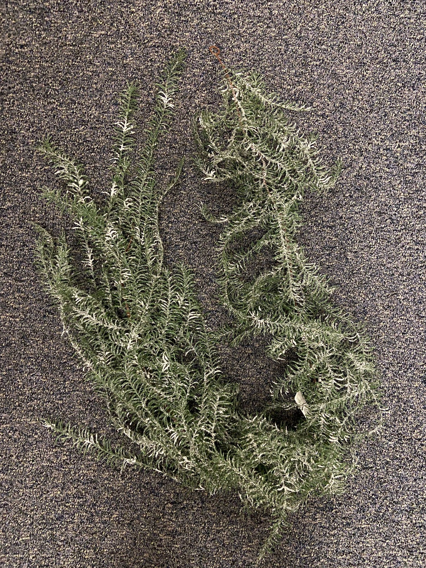 XM12439 ASPARAGUS WEEPING GARLAND w/SNOW,6'