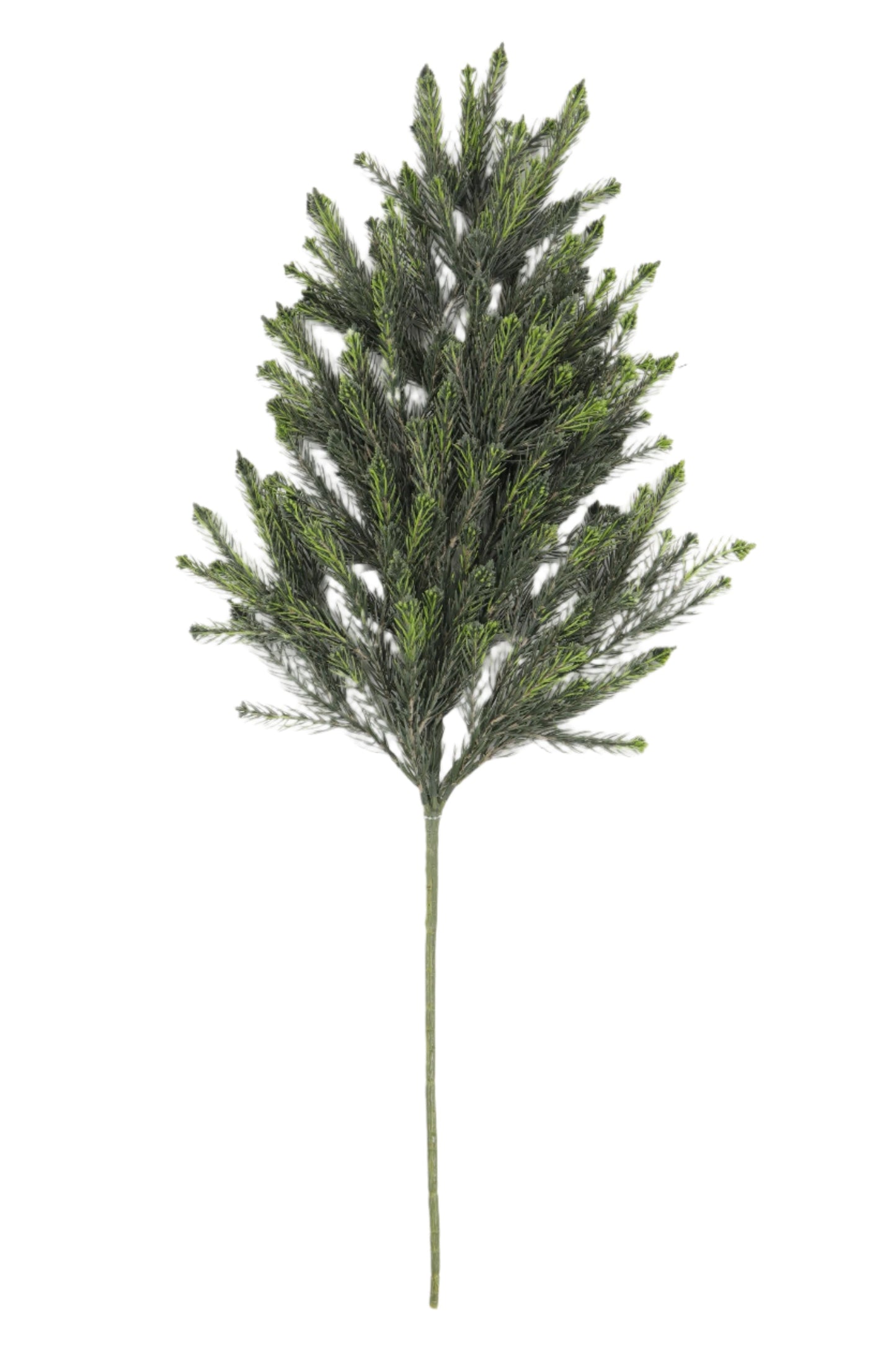XM13447 PINE SPRAY,31in-12/72P