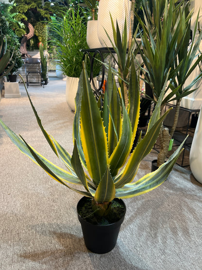 UVT1112GRYE POTTED AGAVE (UV),30"