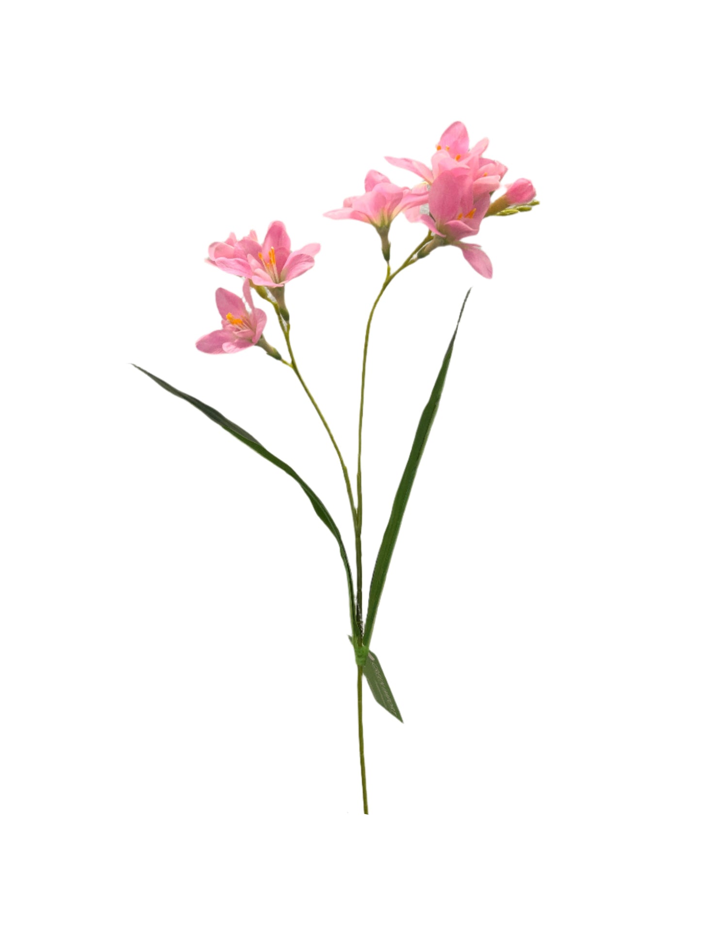 FL13606 FREEZIA SPRAYx2 (NAT) 25in-36/432P