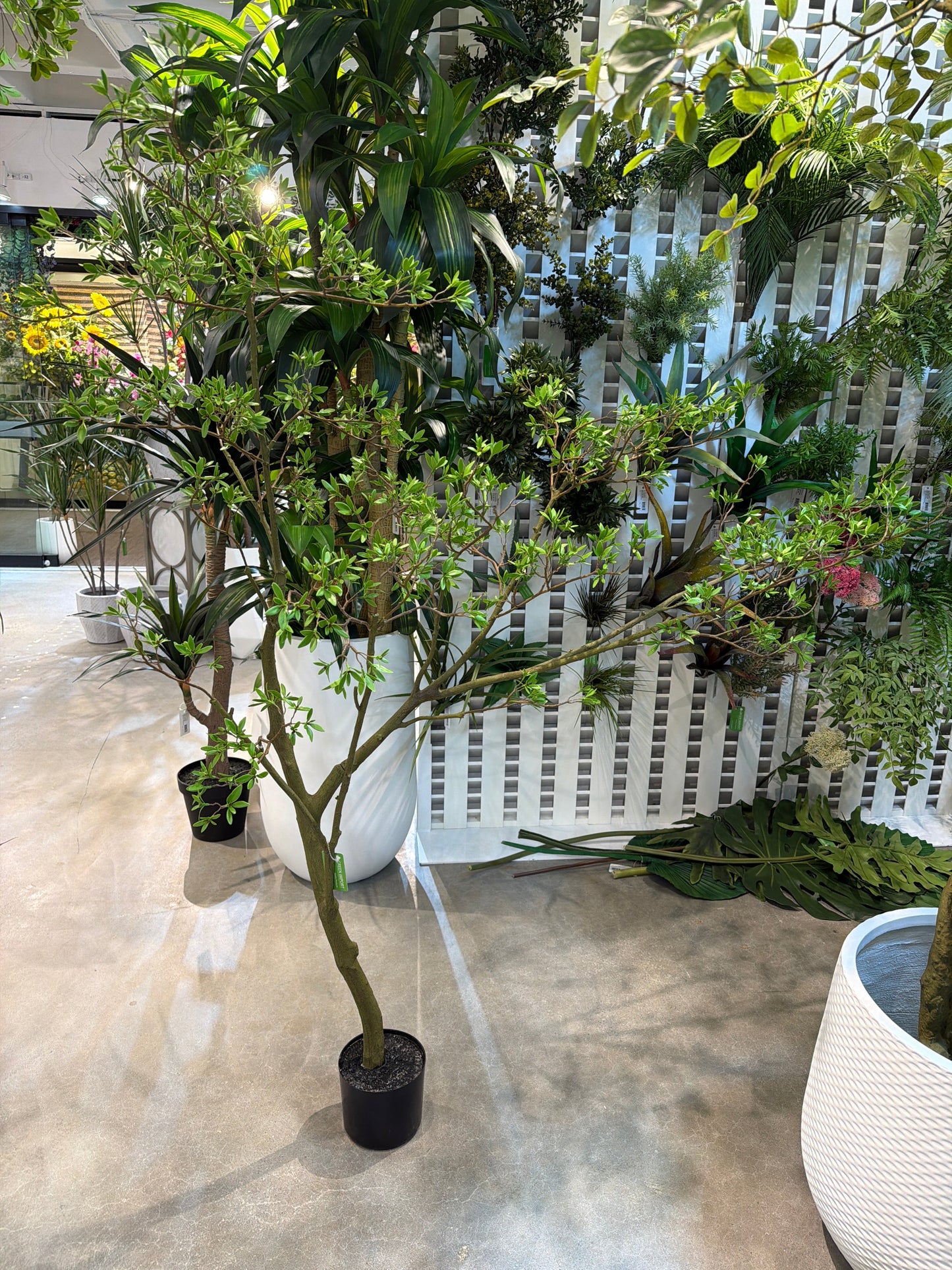 TR10911 BOUGAINVILLEA LEAF TREE  6'