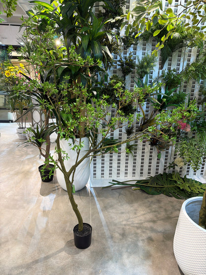 TR10911 BOUGAINVILLEA LEAF TREE  6'