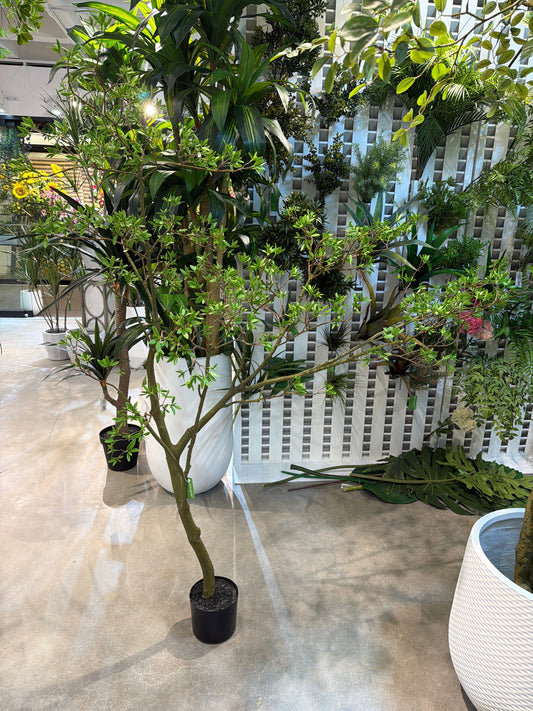 TR10911 BOUGAINVILLEA LEAF TREE  6'