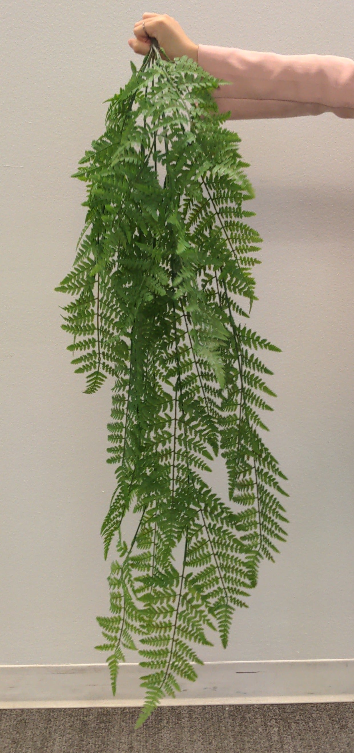 BG10569 LADY FERN WEEPING BUSHx8,47"