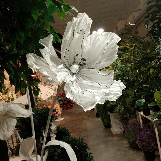 AC10362 WHBK GIANT PAPER POPPY,5'