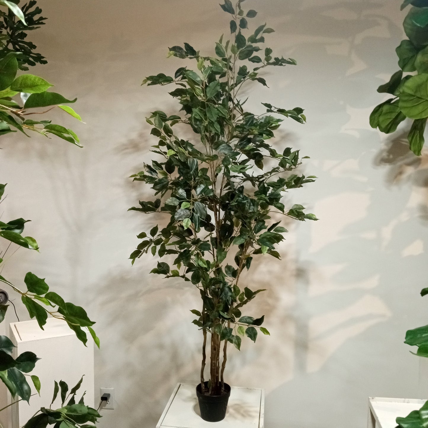 TR10711 FICUS LIANA TREEx6 w/799L,6'