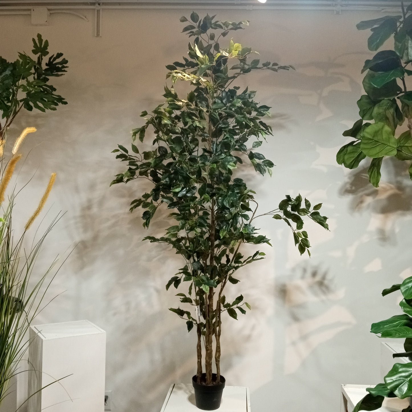TR10712 FICUS LIANA TREEx8 w/1037L,7'
